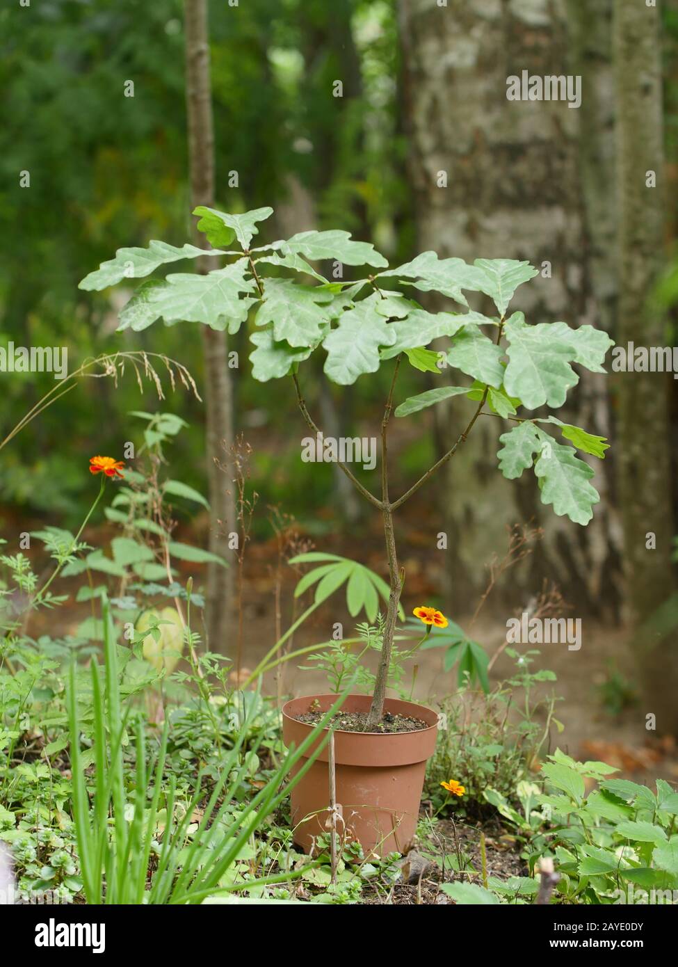 little oak in a flower pot Stock Photo
