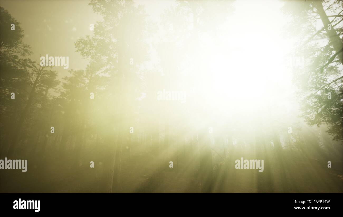 Redwood Forest Foggy Sunset Scenery Stock Photo - Alamy
