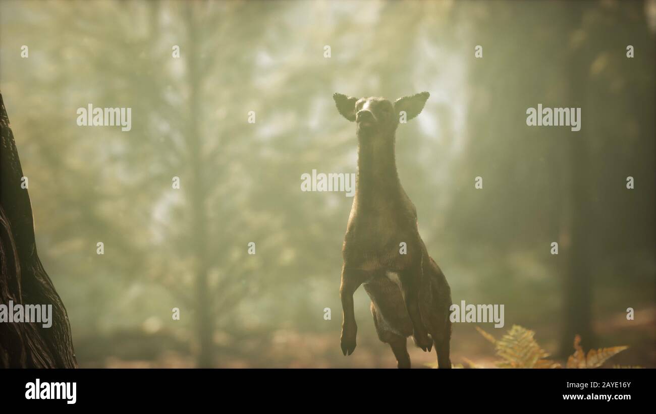 Close up slow motion pine hi-res stock photography and images - Alamy