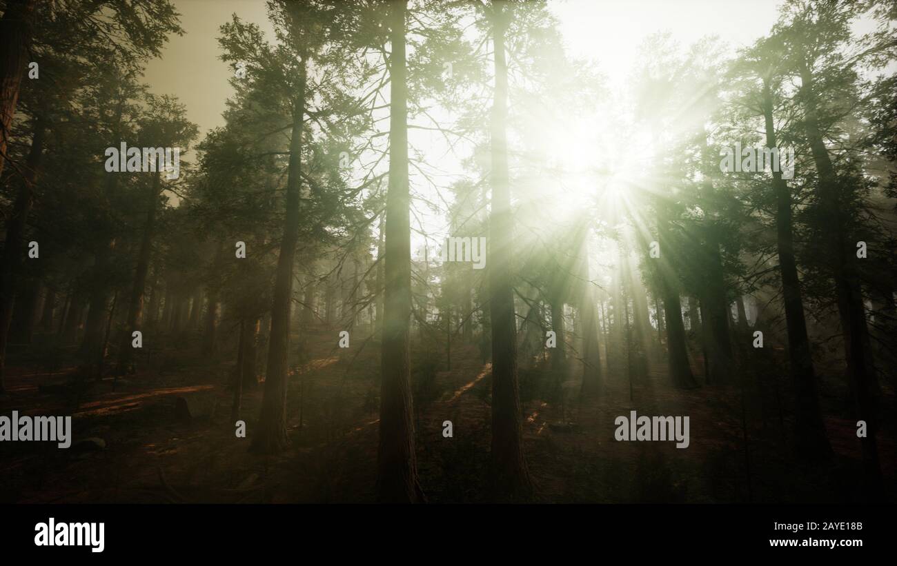 Redwood Forest Foggy Sunset Scenery Stock Photo - Alamy