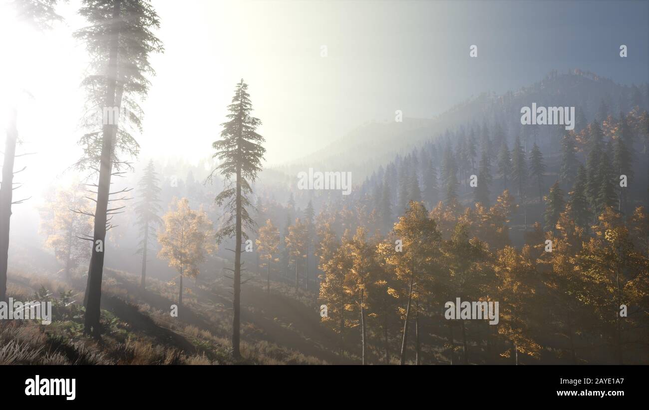 Calm moody forest in misty fog in the morning Stock Photo - Alamy