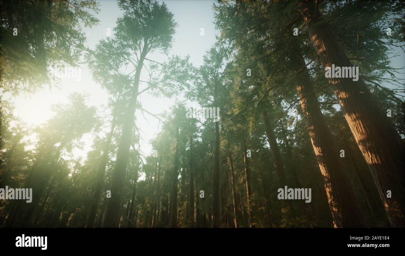 Redwood Forest Foggy Sunset Scenery Stock Photo - Alamy