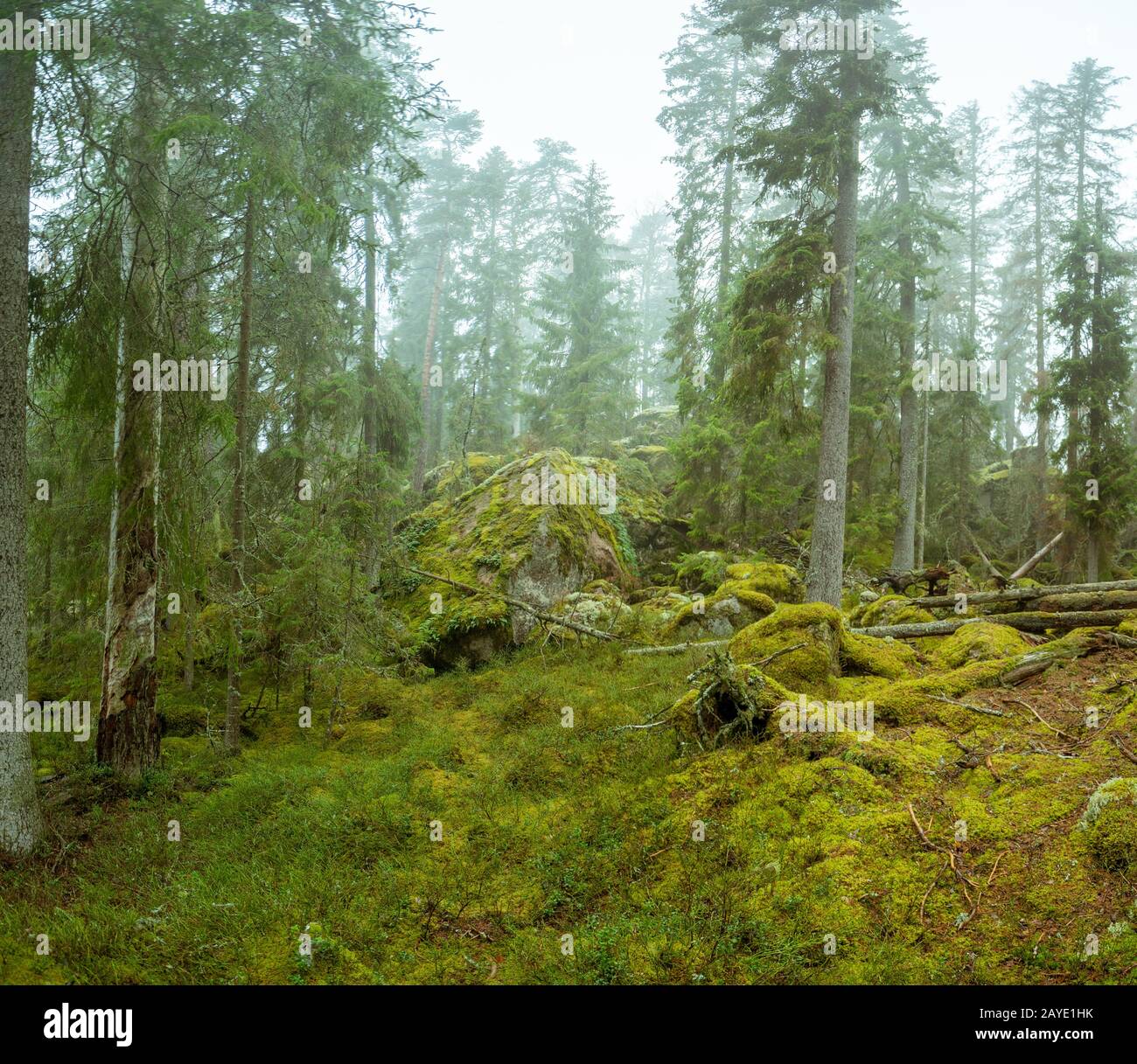 Ycke nature reserve in Sweden Stock Photo