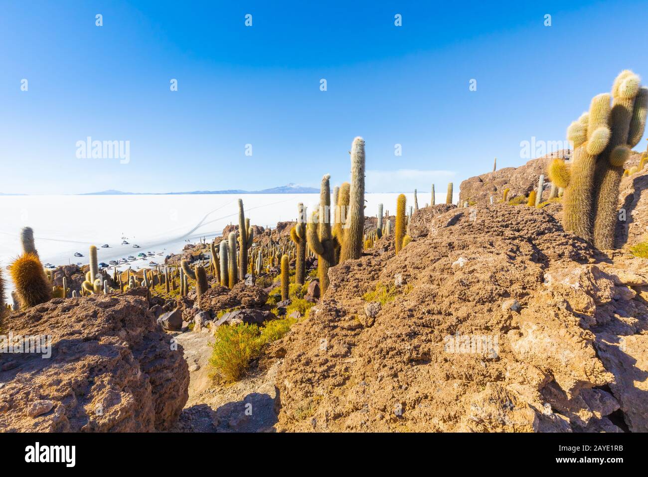 Bolivia Uyuni rocks and cactus on Incahuasi island at sunset Stock Photo