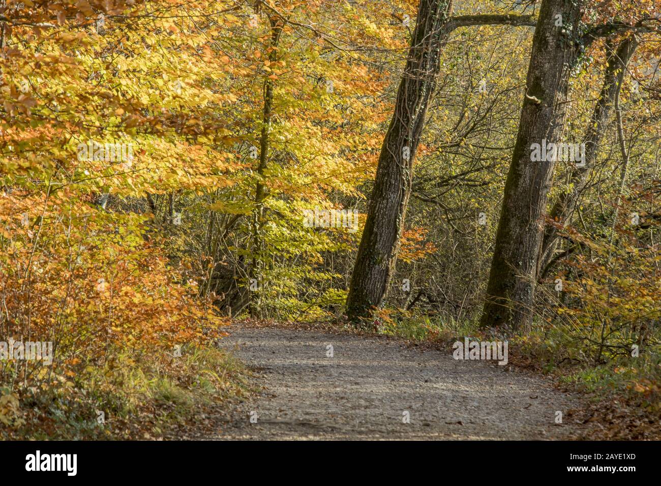 Autumn forest at the Mindelsee, Radolfzell-Möggingen at the Lake Constance Stock Photo
