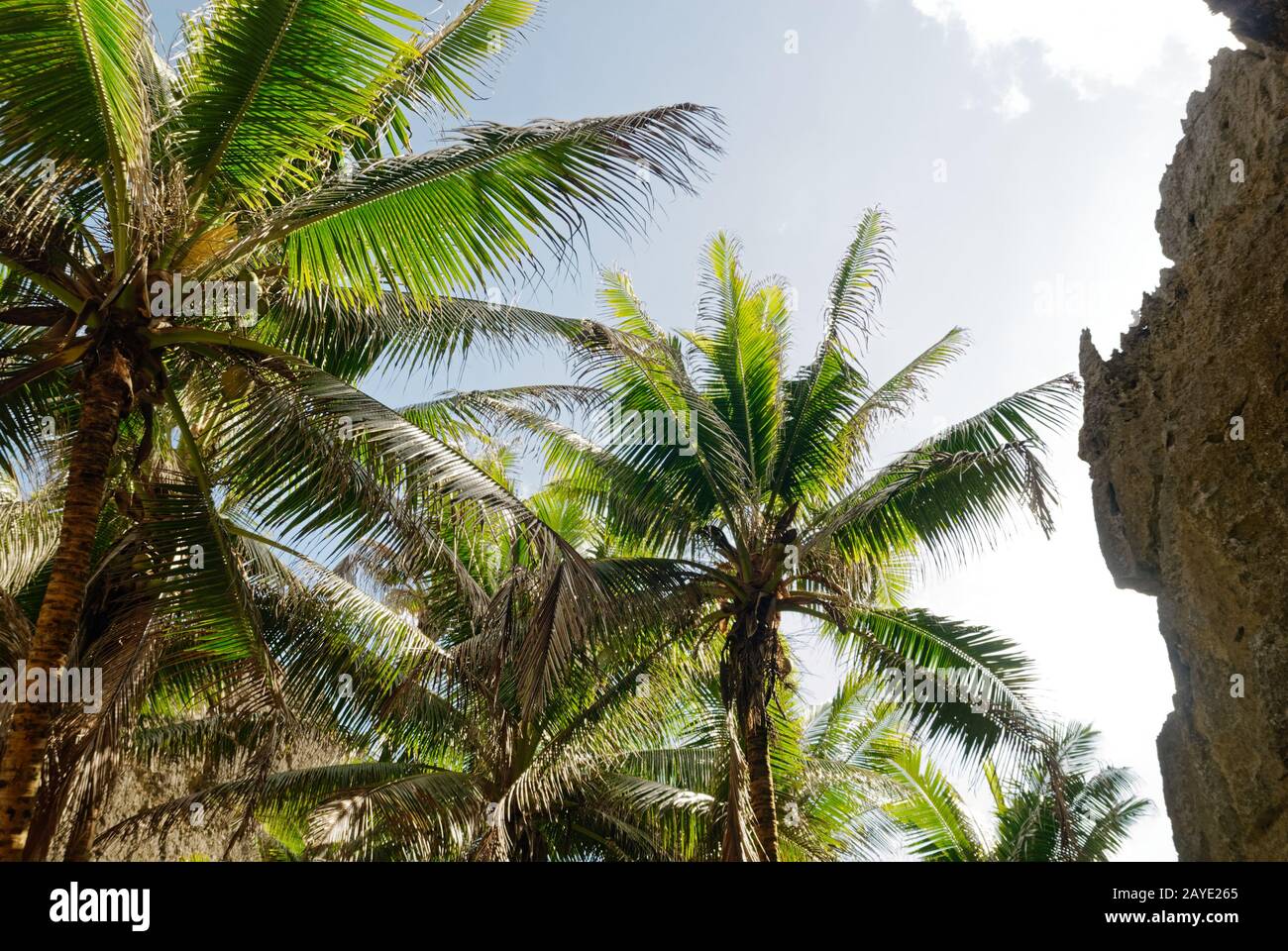 Palm trees reach up surround by the rocks of Togo Chasm Stock Photo