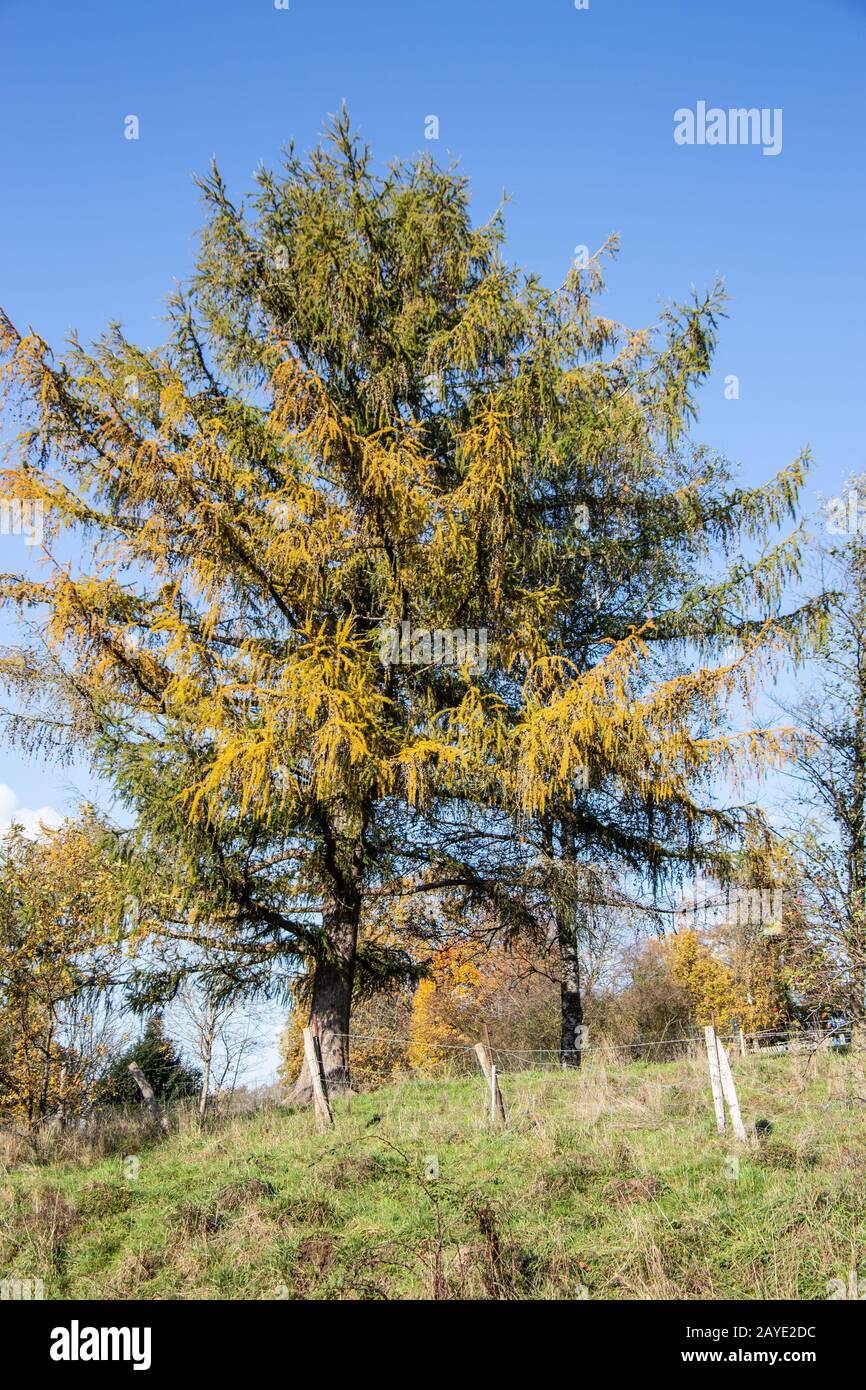 discolored larches tree in autumn Stock Photo