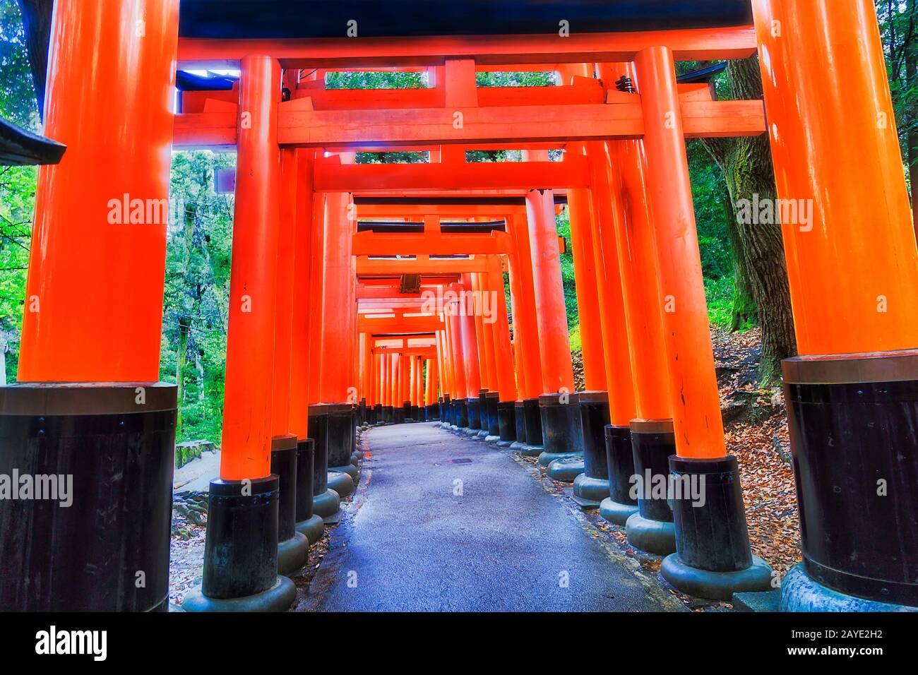 Red torii gates forming walking path in Fushimi Inari Taisha temple of Kyoto city, Japan. Stock Photo