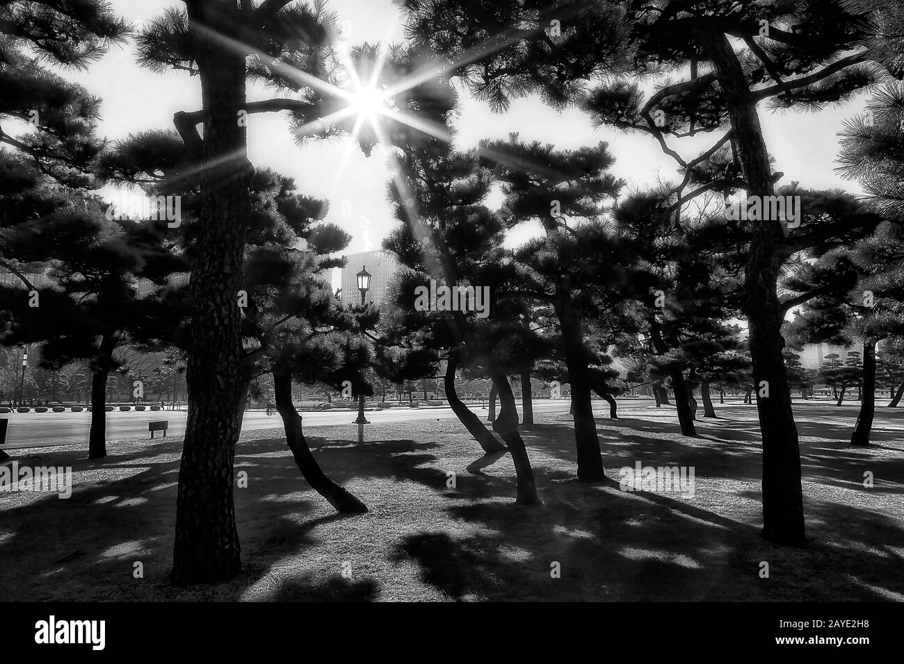 Contrast view through japanese pine tree branches in Tokyo around Imperial garden against bright sun. Stock Photo