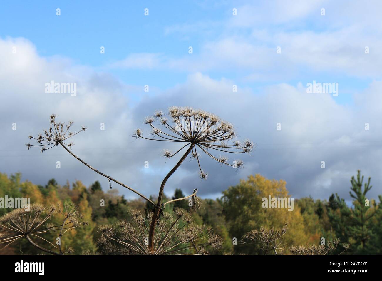 giant  hogweed autumn Stock Photo