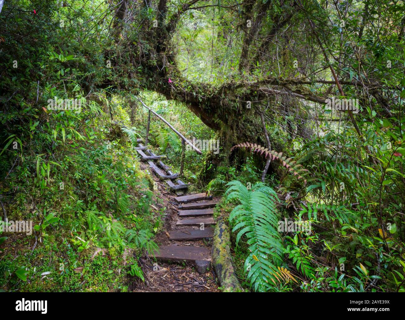 Forest in Chile Stock Photo