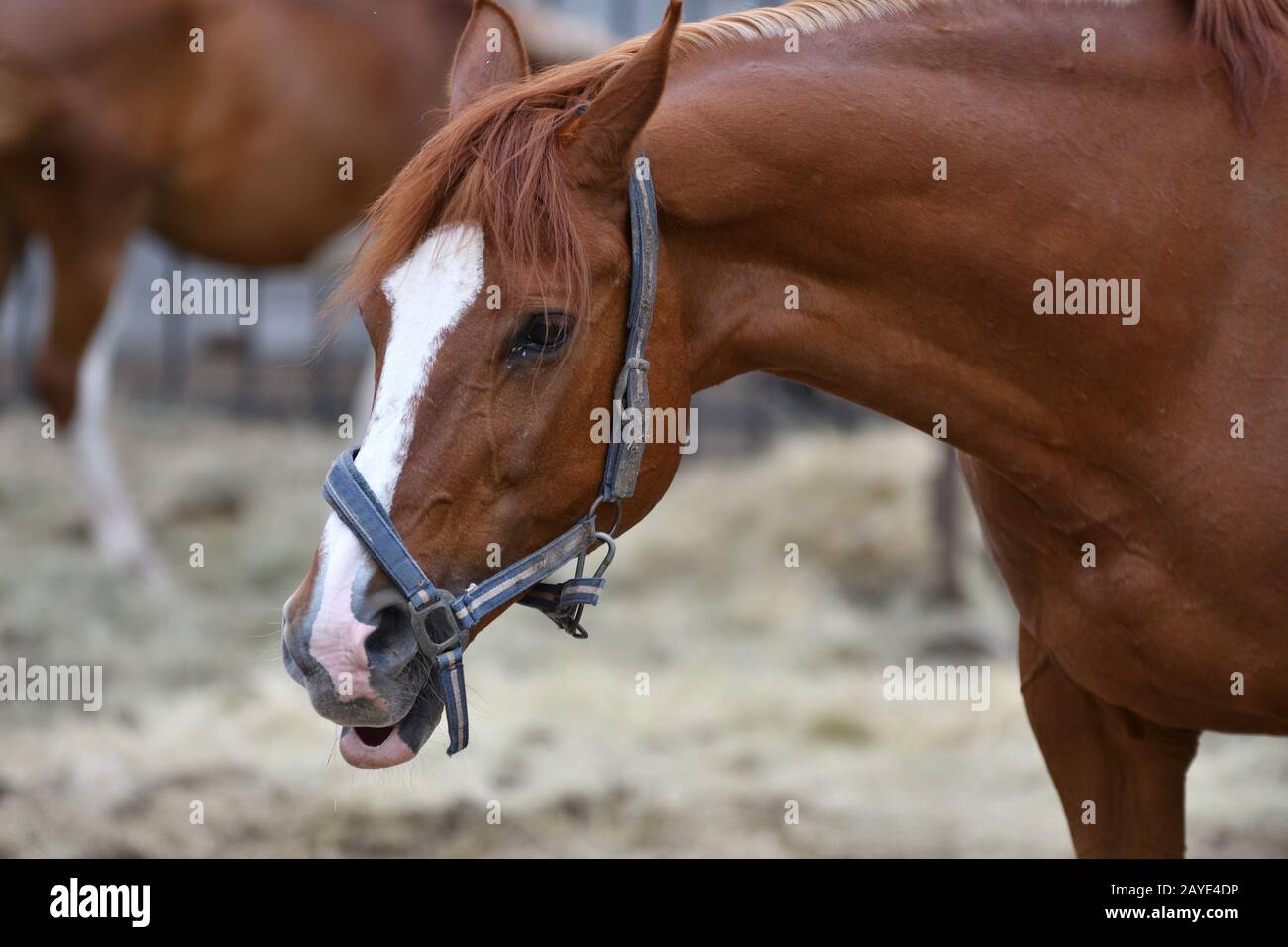 Horses in spring hi-res stock photography and images - Alamy