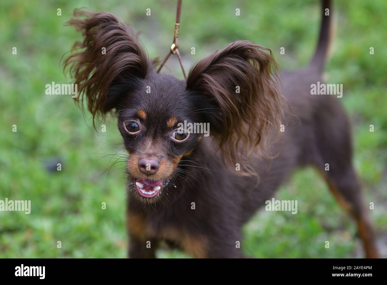 Decorative dog breed Russian toy out and about Stock Photo