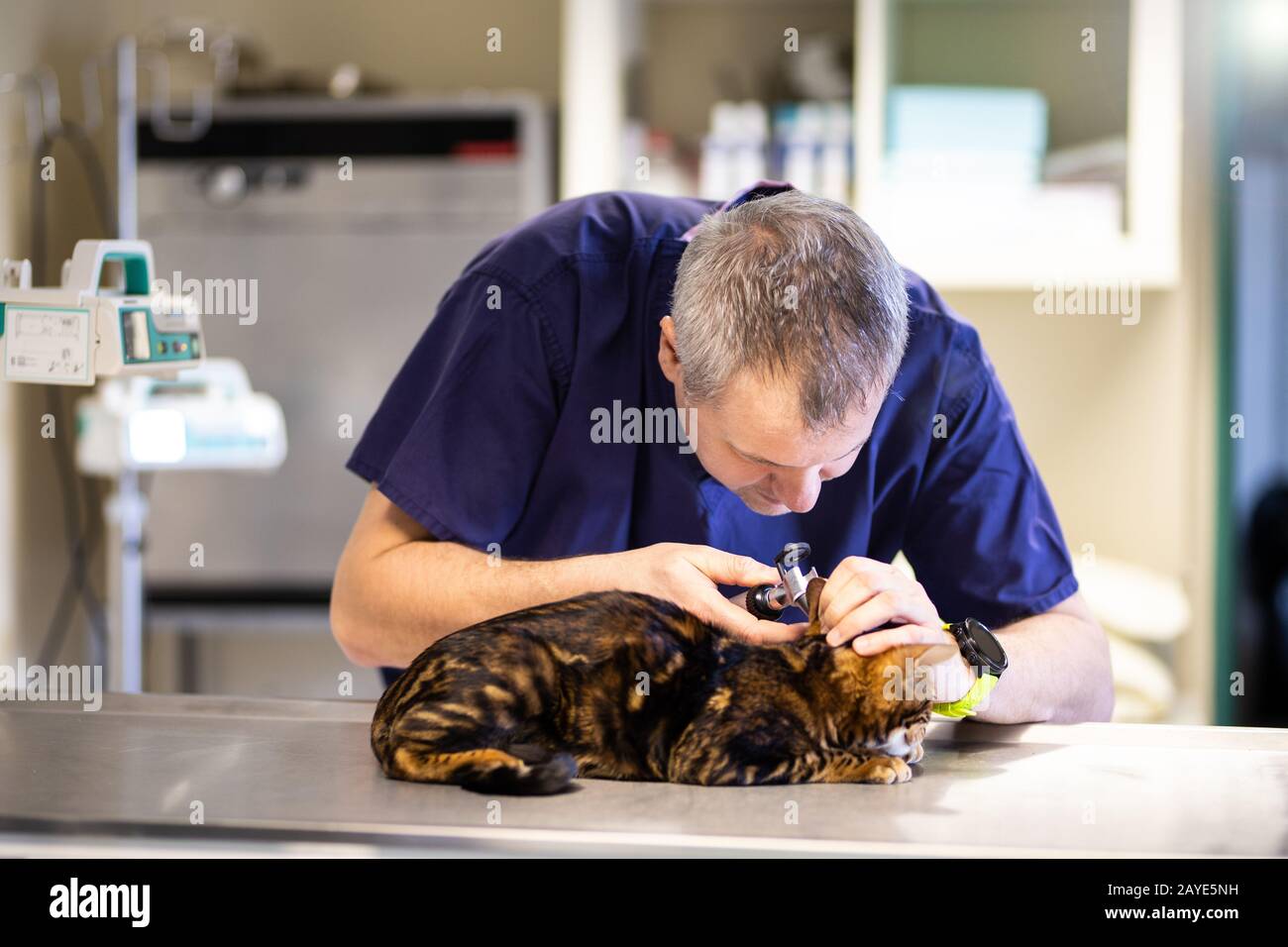 doctor examines the ear of a cat at a veterinary clinic Stock Photo