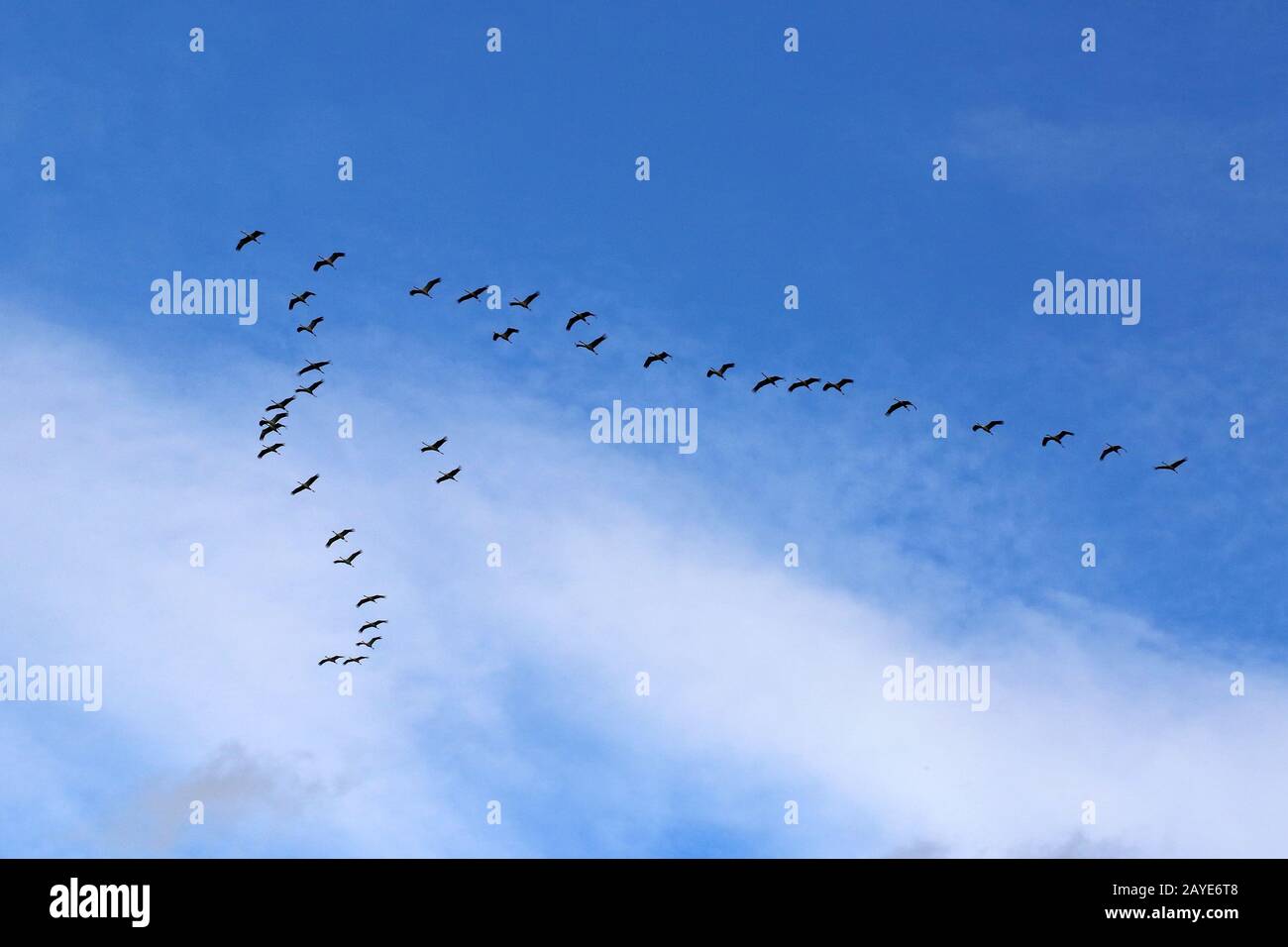migratory birds Stock Photo