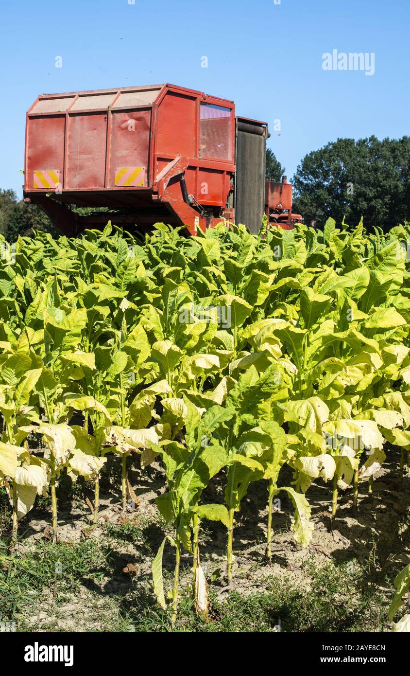 Harvesting tobacco leaves with harvester tractor Stock Photo Alamy