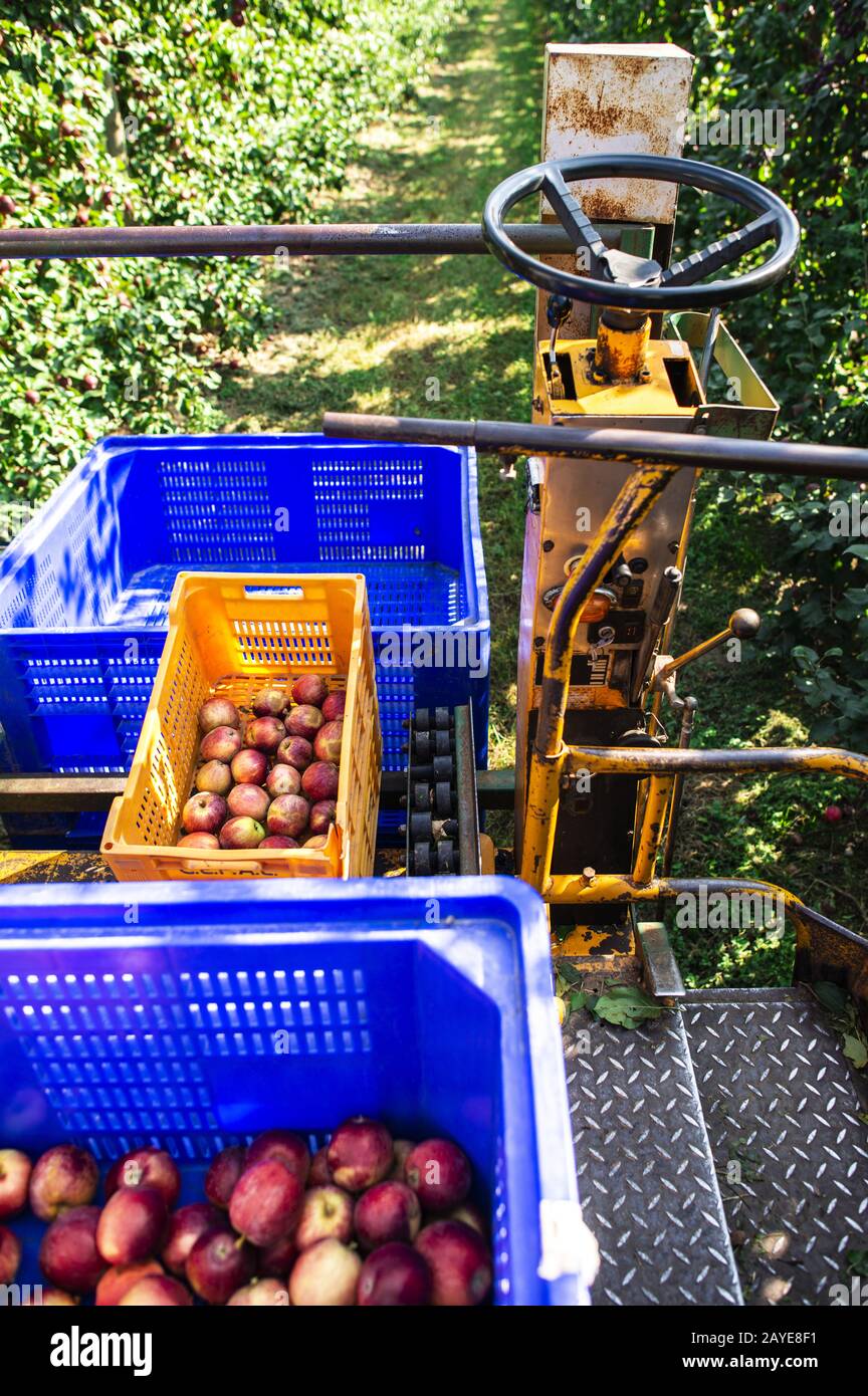 Harvest apples in big industrial apple orchard. Machine and crate for