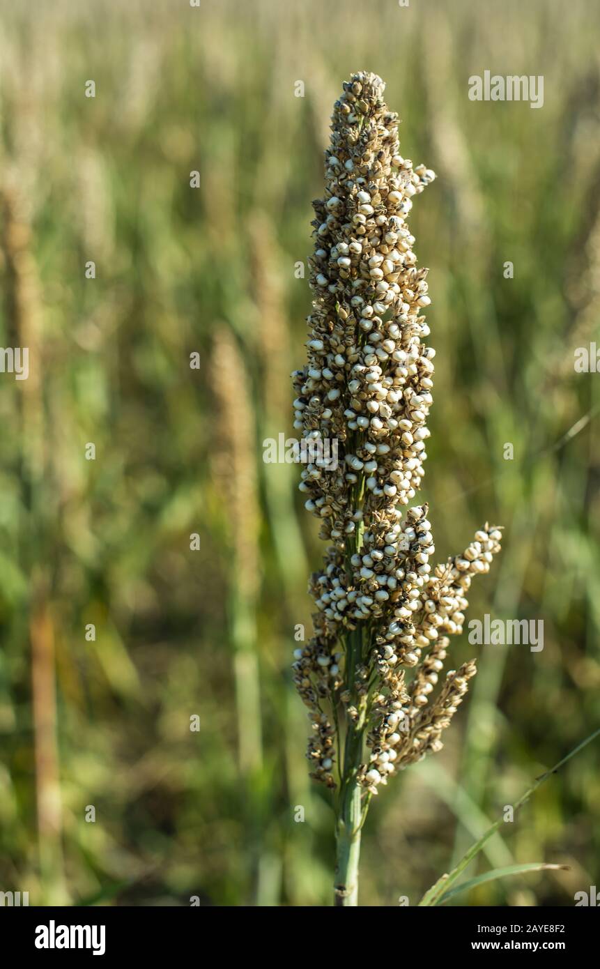 Millet plantations. Bundles of millet seeds Stock Photo Alamy