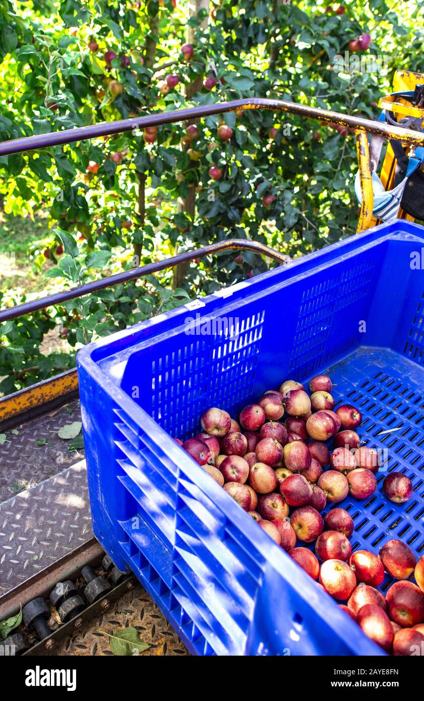 Harvest apples in big industrial apple orchard. Machine and crate for picking apples. Stock Photo