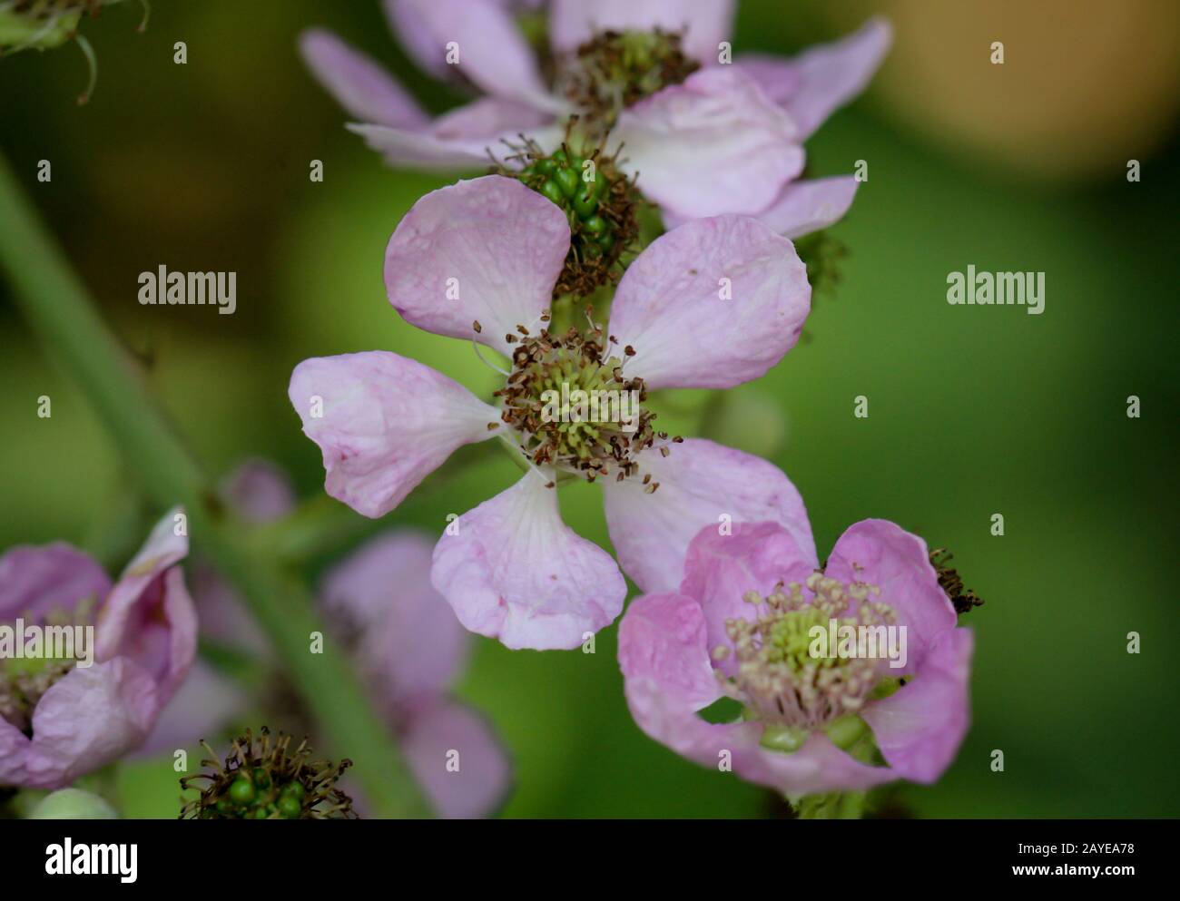 Blossoms macro of blackberry flowers in early summer Stock Photo