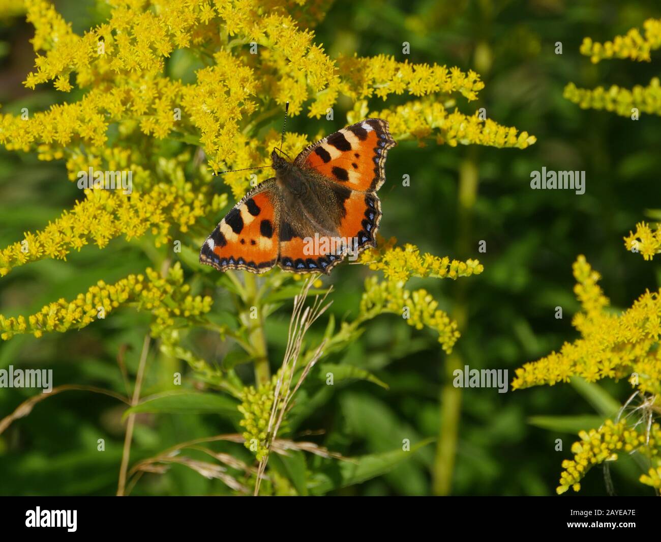 Butterfly urticaria on a flower Stock Photo