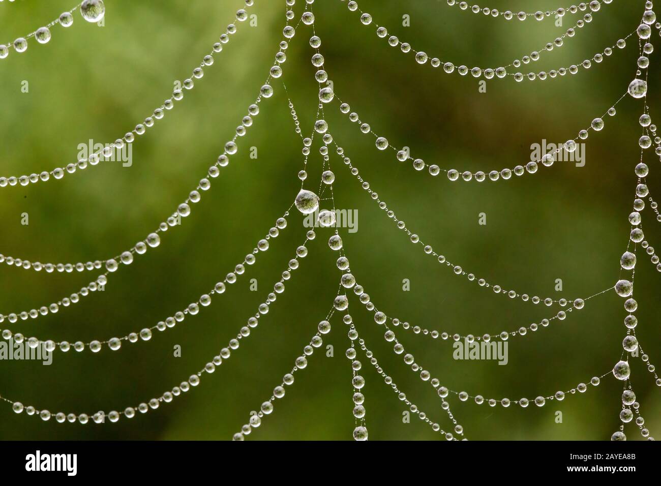 dew drops on spider web macro Stock Photo