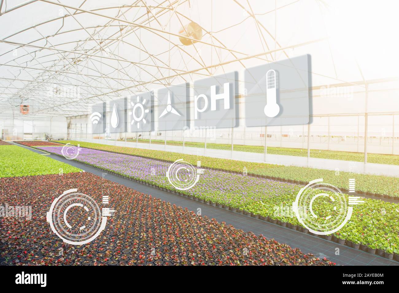 Greenhouses for growing flowers. Floriculture industry Stock Photo - Alamy