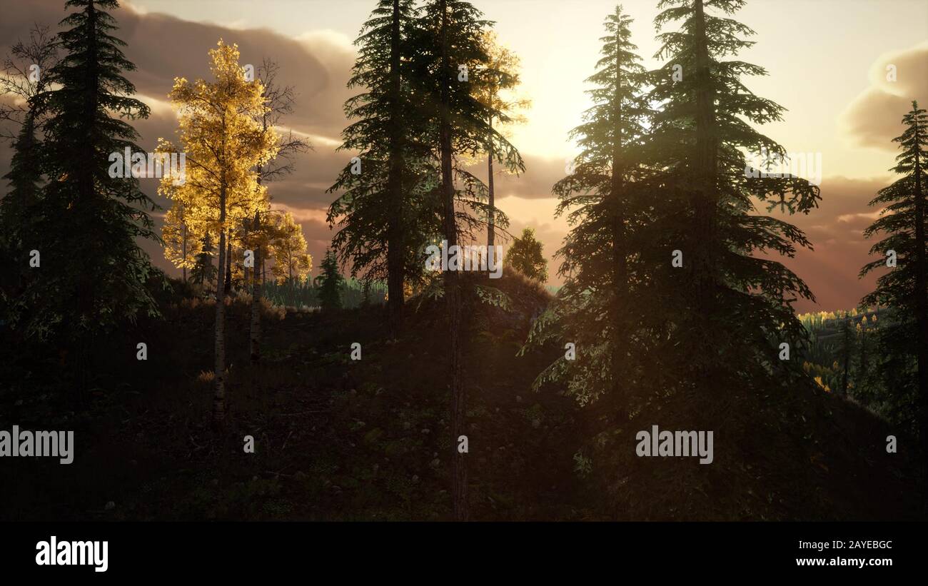 Sunlight in Forest at Sunset Stock Photo - Alamy