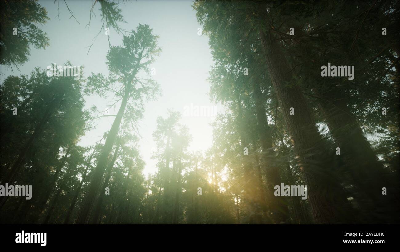 Redwood Forest Foggy Sunset Scenery Stock Photo - Alamy