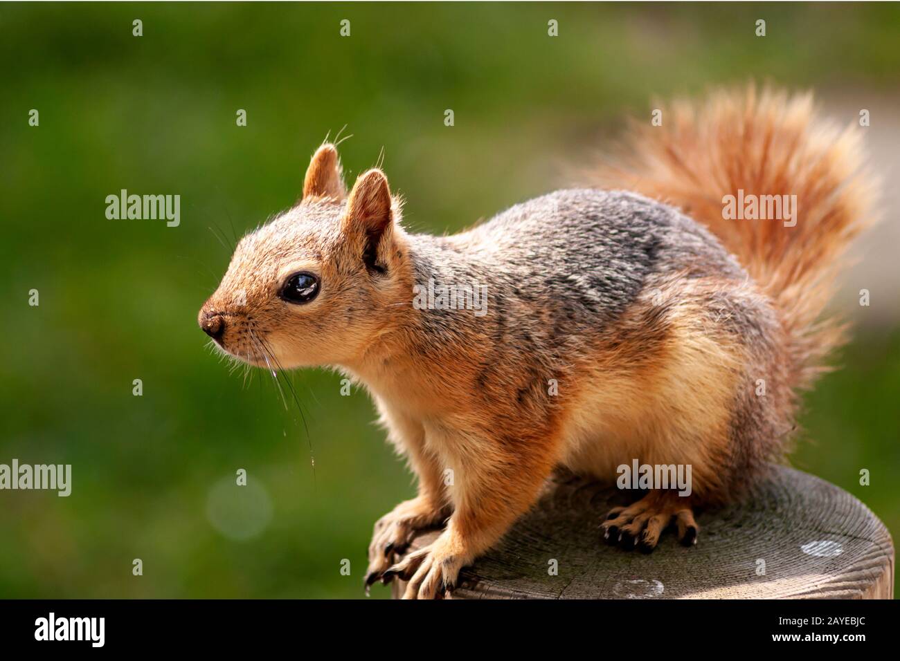Brown fluffy squirrel with big bright eyes and long fluffy tail poses warm-blooded to those walking around the park. Stock Photo