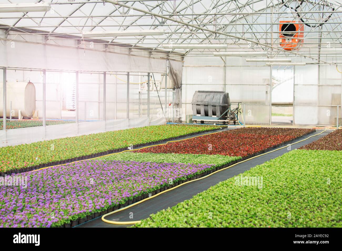 Greenhouses for growing flowers. Floriculture industry Stock Photo - Alamy
