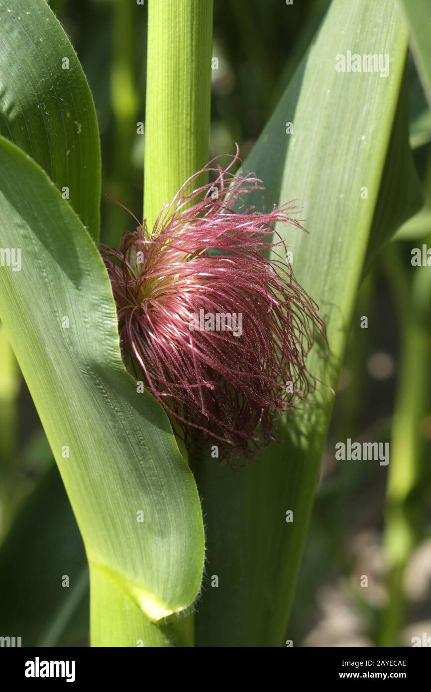 Maize flower, maize Stock Photo Alamy