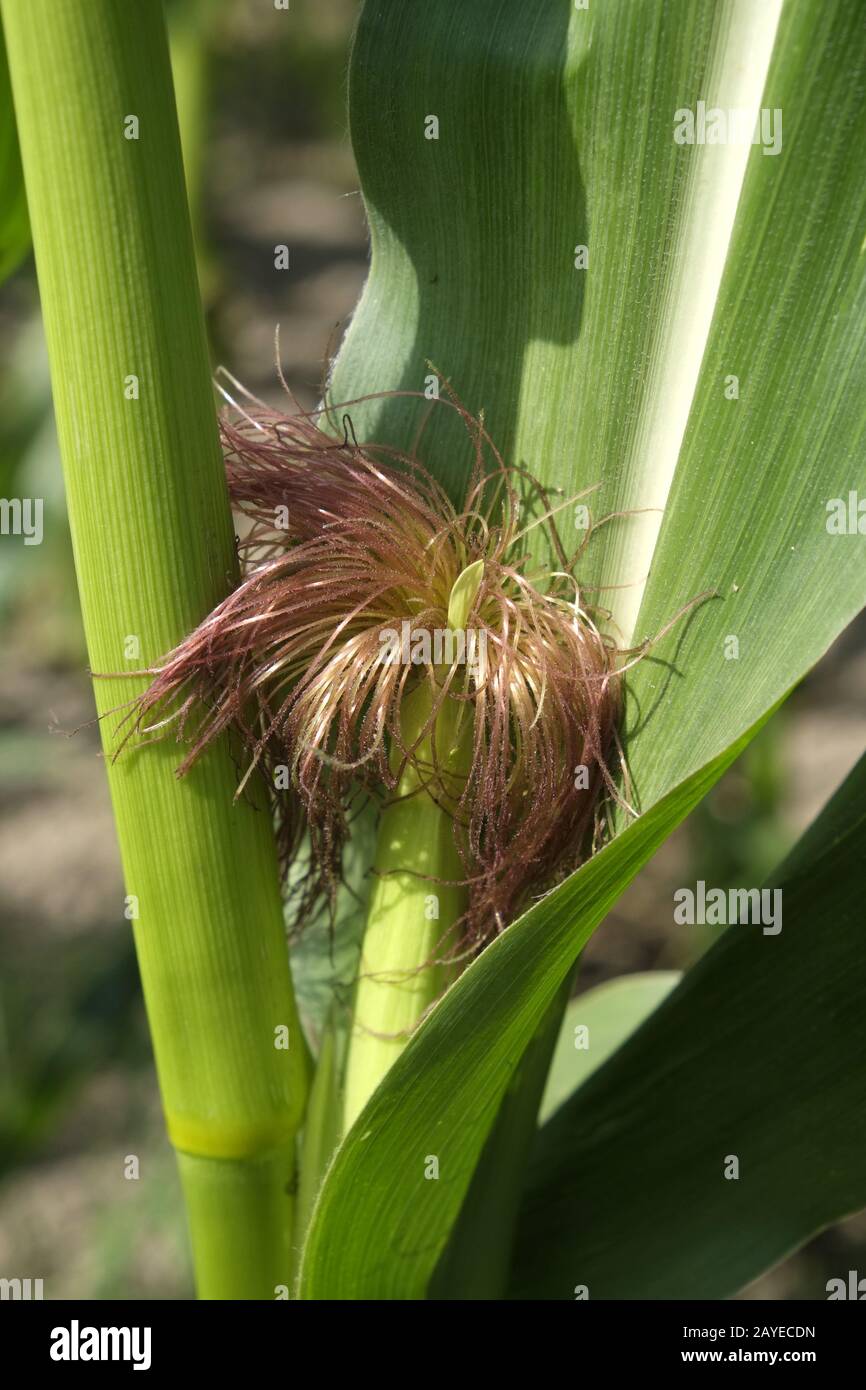 Maize flower, maize Stock Photo Alamy