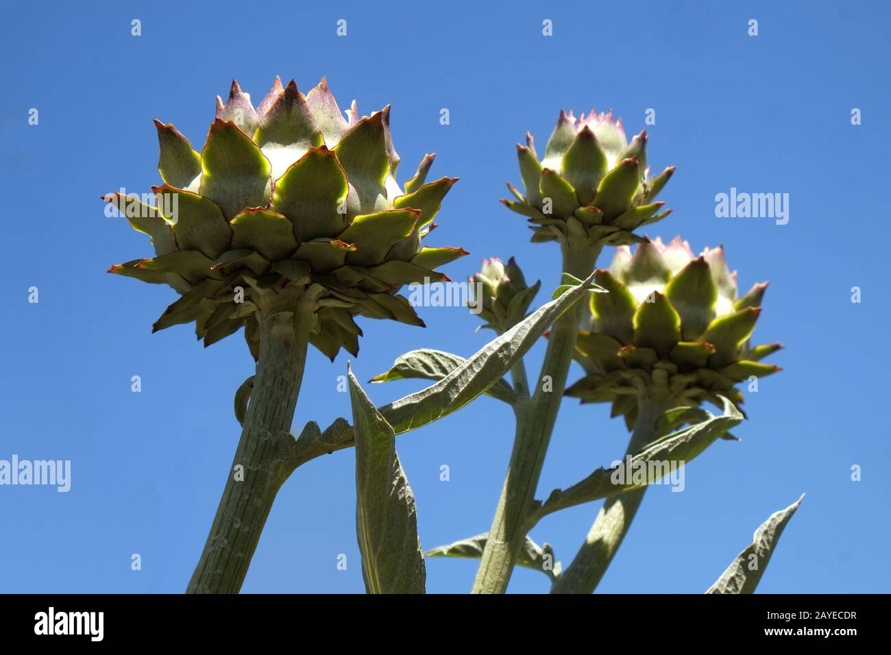 Artichokes Stock Photo