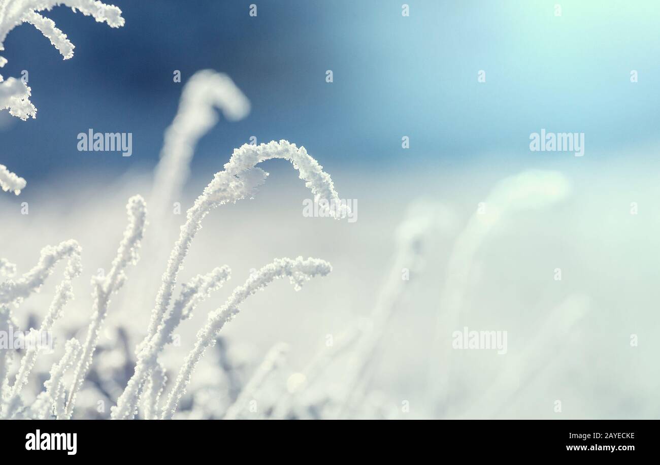 Frozen grass Stock Photo