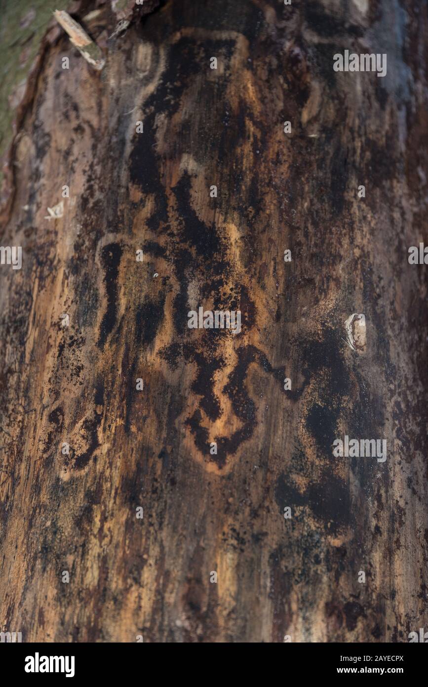 Pattern of a bark beetle damage to tree bark - background Stock Photo