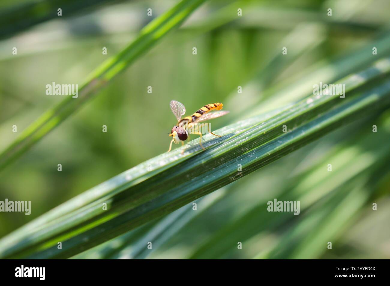 a hoverfly has settled on a blade of grass Stock Photo