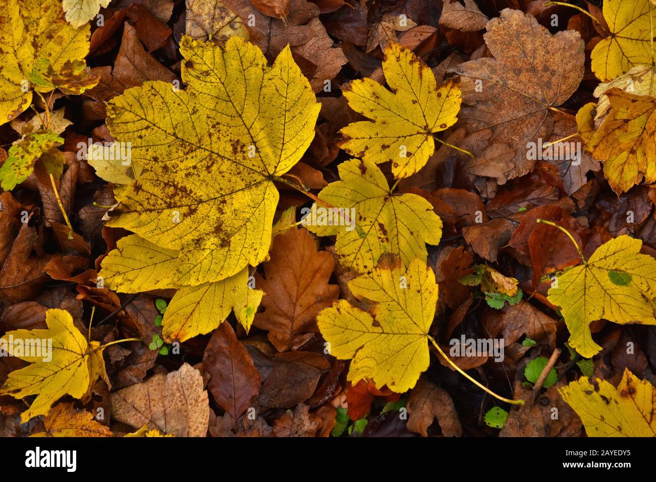 sycamore maple, yellow leaves Stock Photo