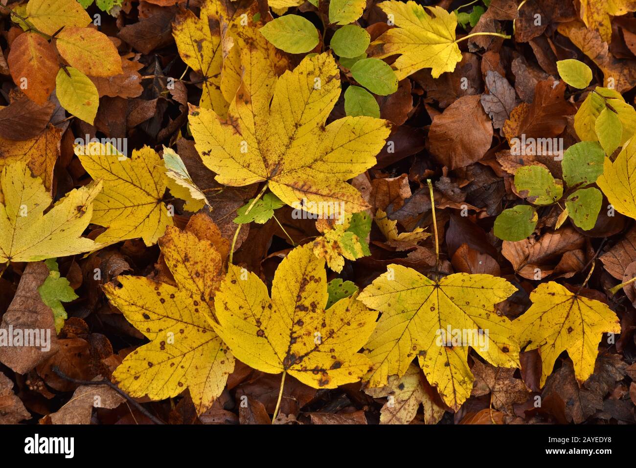 sycamore maple, yellow leaves Stock Photo