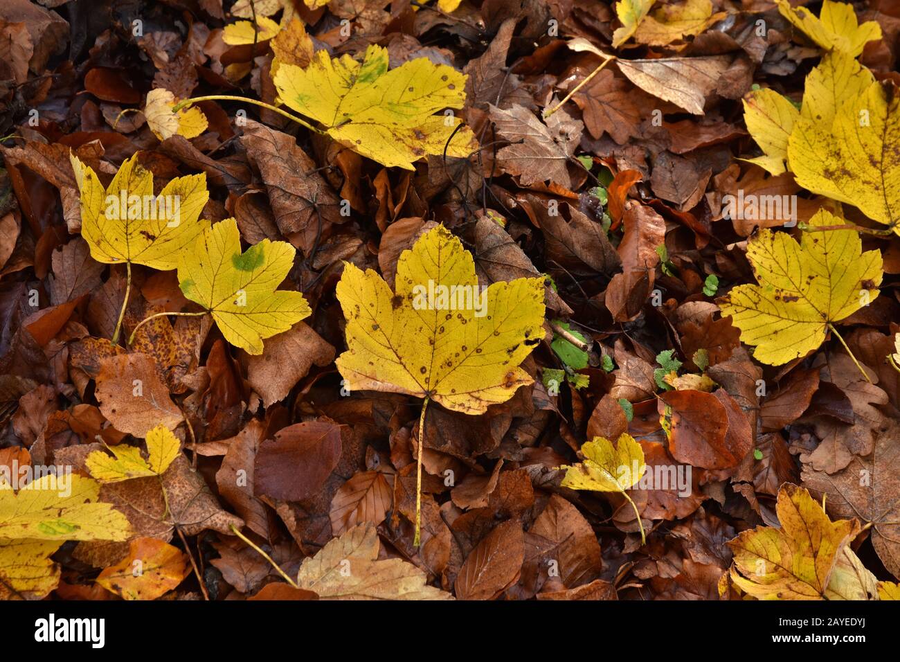 Sycamore Maple Yellow Leaves Stock Photo Alamy