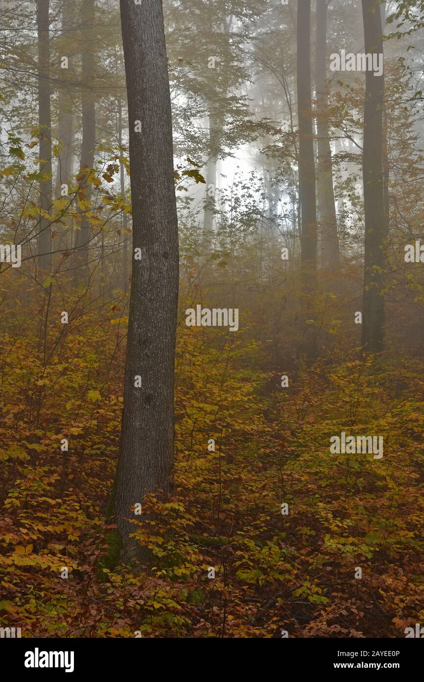 Autumn forest with November fog Stock Photo