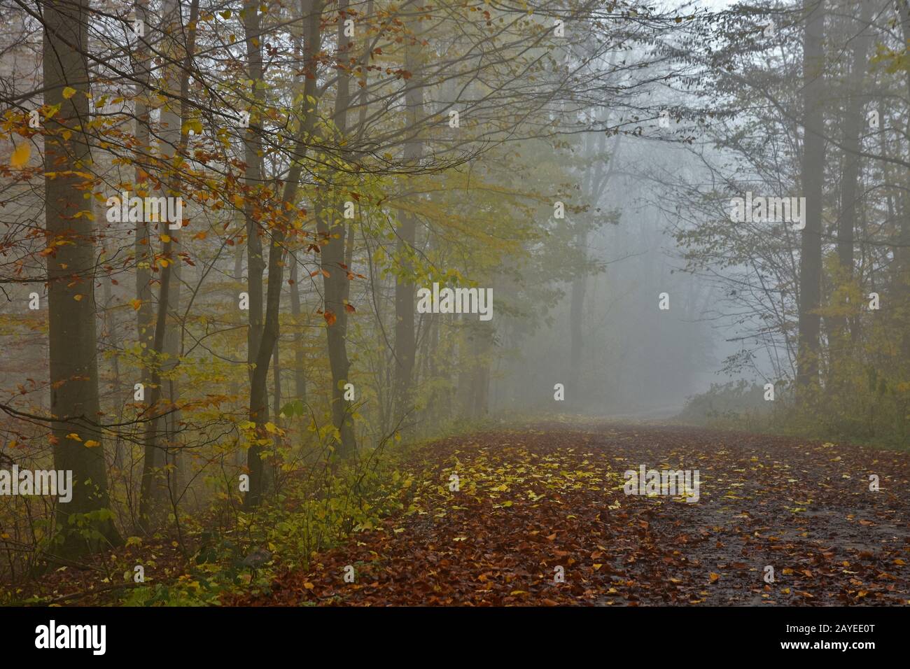 Autumn forest with November fog Stock Photo