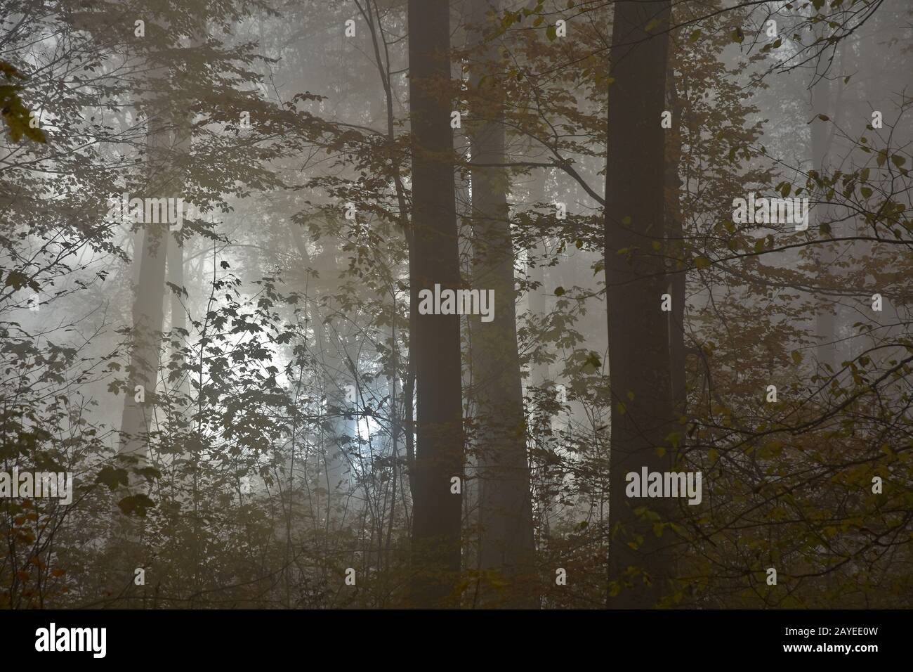 fog in the autumn forest Stock Photo