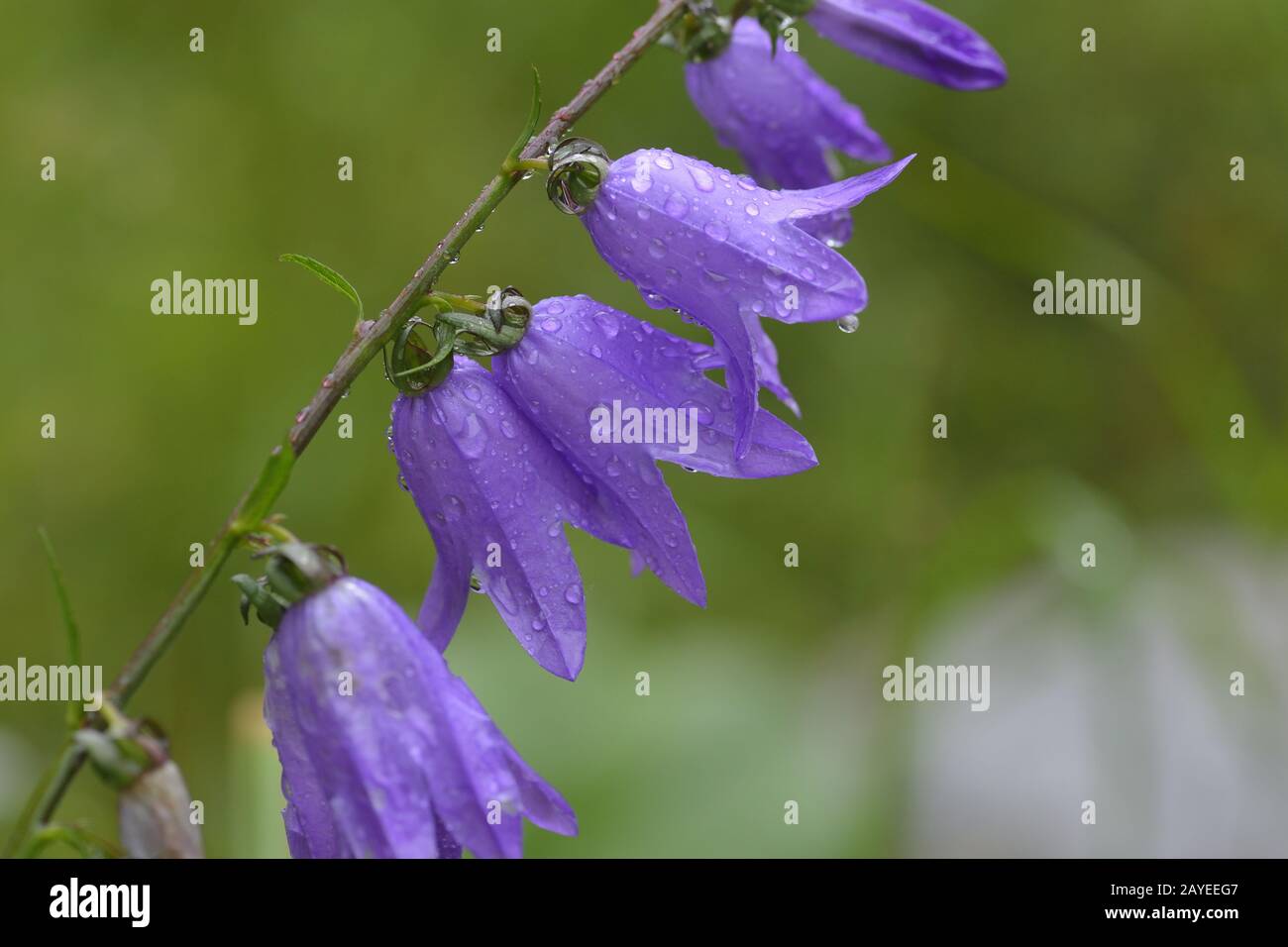 Bellflowers (Campanula sp.) Stock Photo