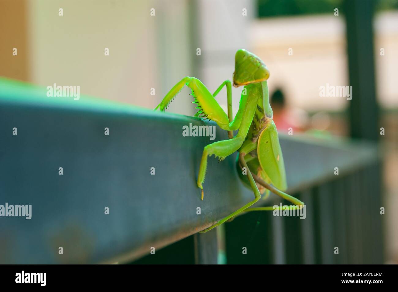 The green mantis sits on the railings of the veranda in the background ...