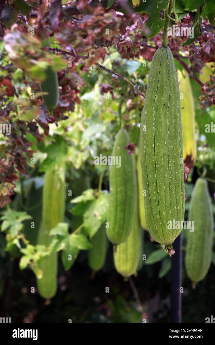 sponge gourd,Egyptian cucumber or Vietnamese luffa (Luffa aegyptiaca, Syn.  Luffa cylindrica) Stock Photo