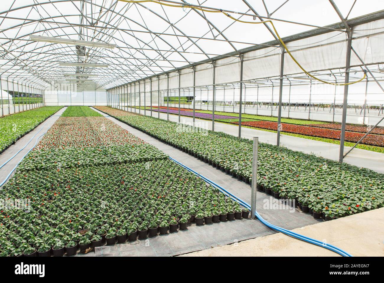 Greenhouses for growing flowers. Floriculture industry Stock Photo - Alamy