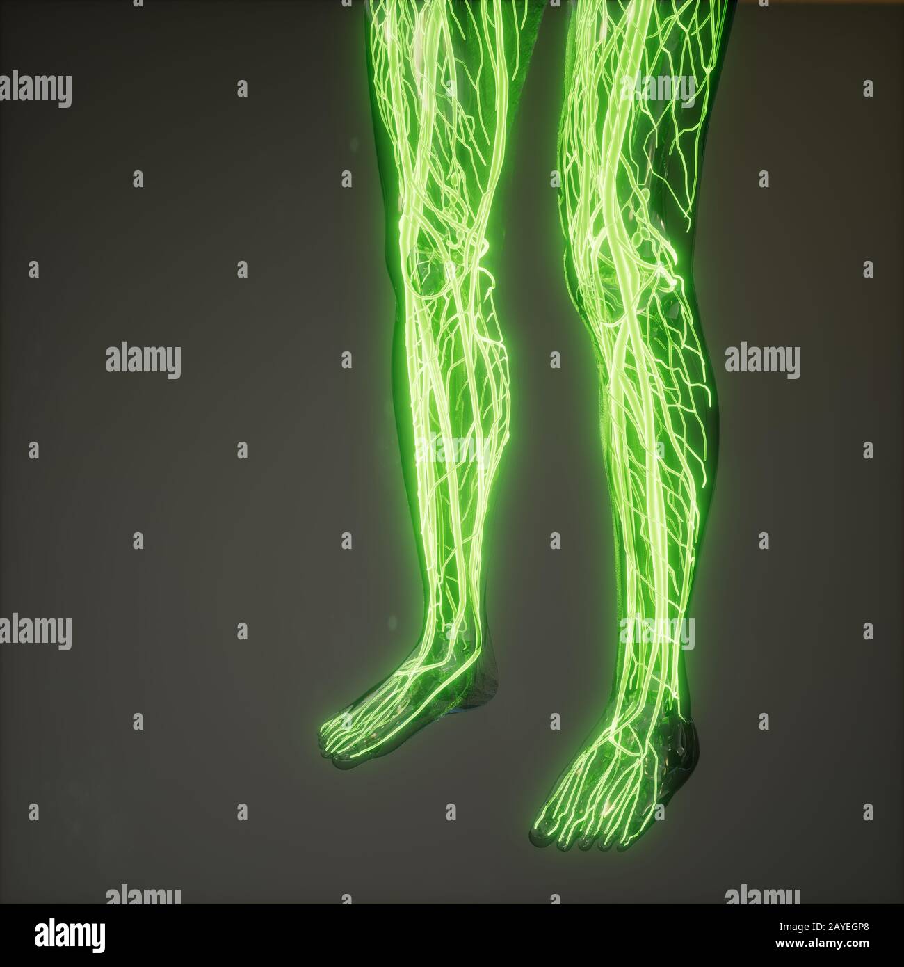 Blood Vessels of Human Body Stock Photo Alamy