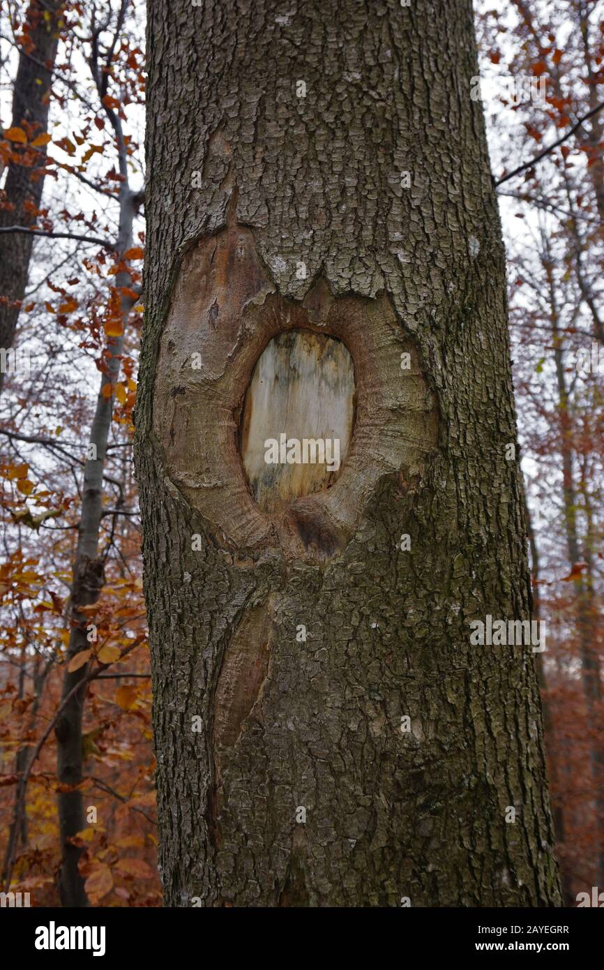Tree wound on a sycamore maple Stock Photo