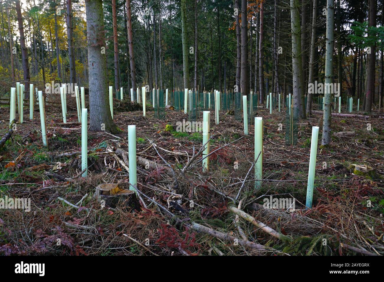 Reforestation after precipitation of the spruces damaged by the bark beetle, Stock Photo